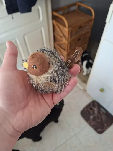 Kattleksak photo review