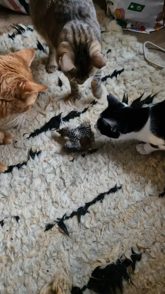 Kattleksak photo review