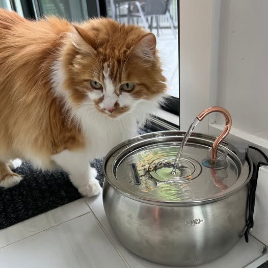 Vattenfontän för katt