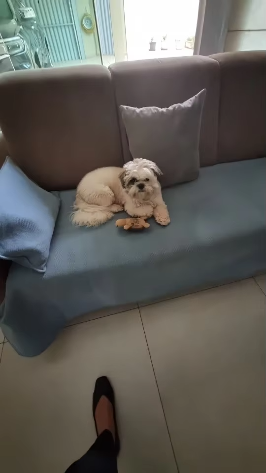 Chenille sofa cover photo review