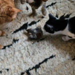 Cat toy with bird sounds photo review
