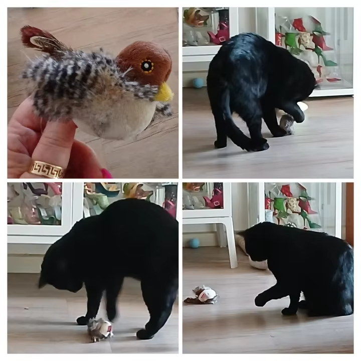 Cat toy with bird sounds photo review