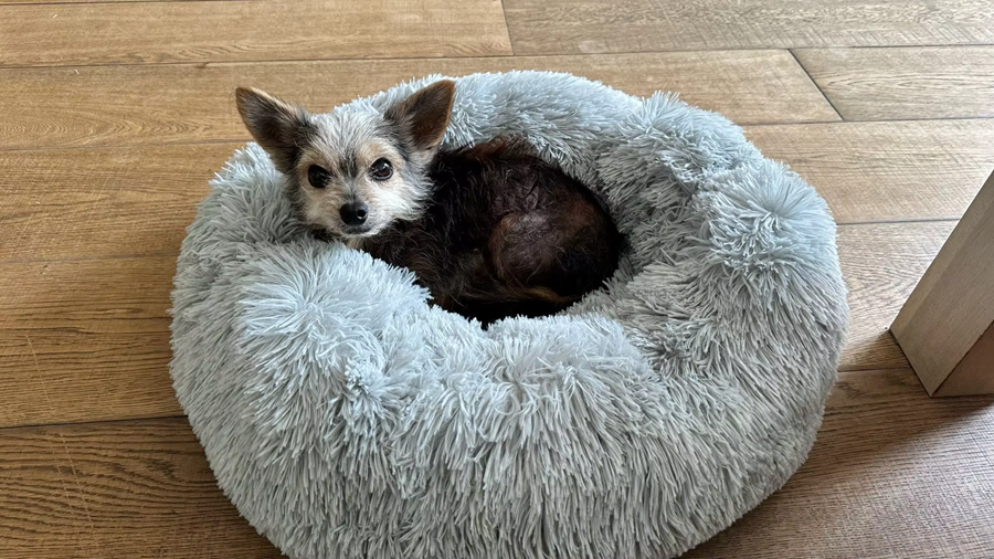 Round pet beds photo review