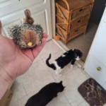 Cat toy with bird sounds photo review