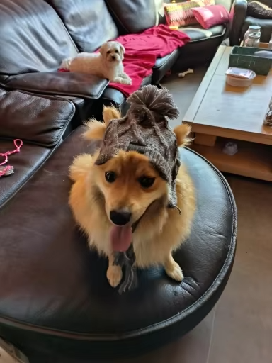 Dog winter hat photo review