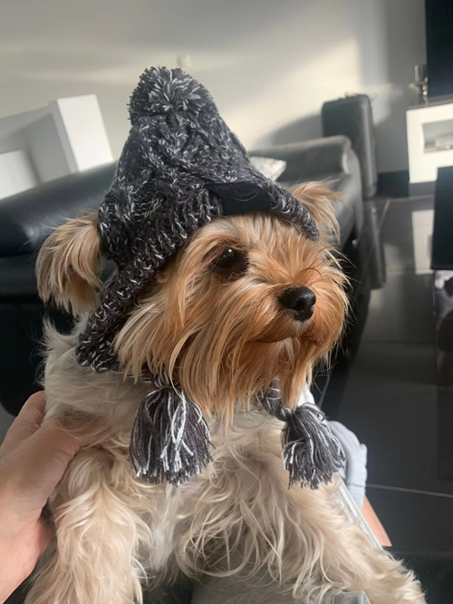 Dog winter hat photo review