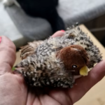 Cat toy with bird sounds photo review