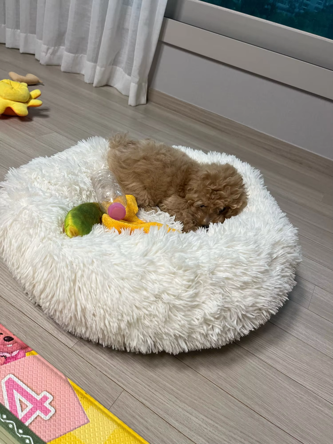 Round pet beds photo review