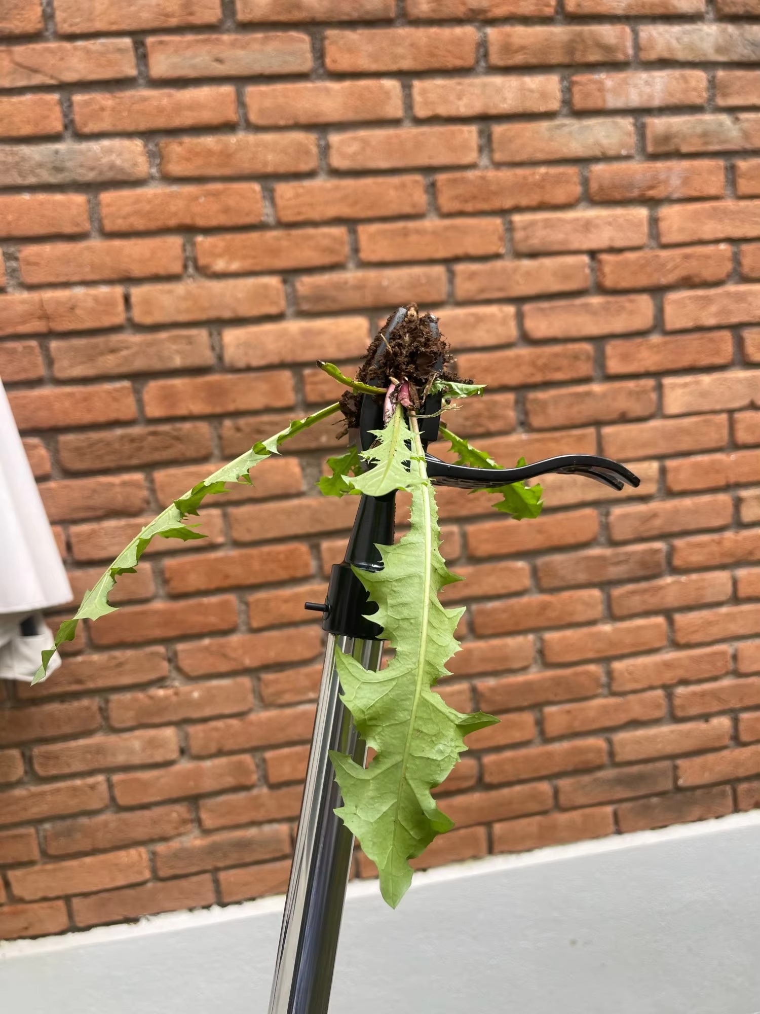 Weed puller tool photo review