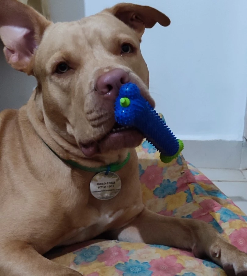 Dog toothbrush toy photo review