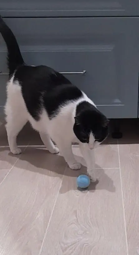 Magic cat ball photo review