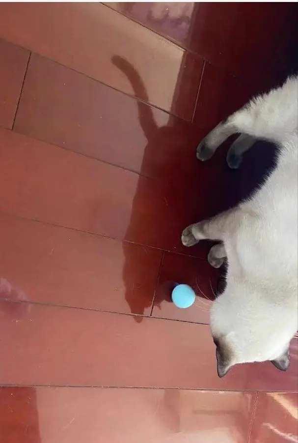 Magic cat ball photo review