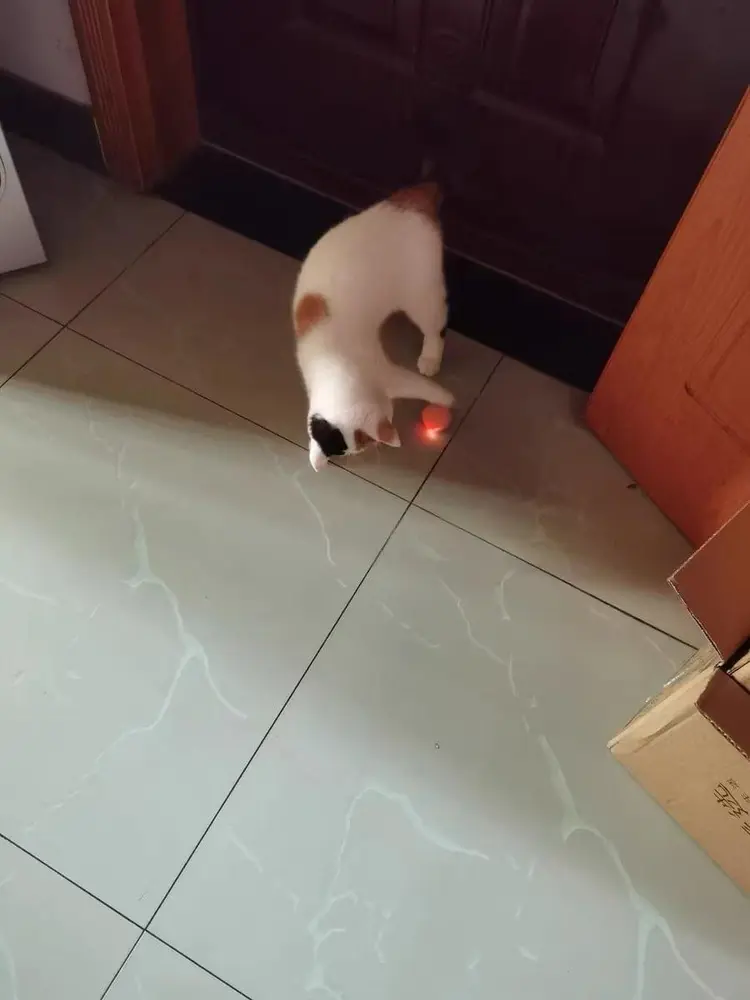 Magic cat ball photo review