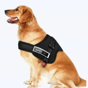Dog harness