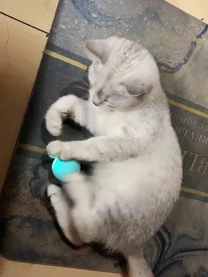 Magic cat ball photo review